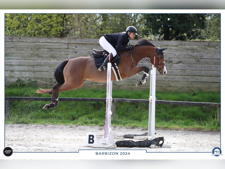 Anglo-Arab Mare 8 years 15,2 hh Brown in Barbizon