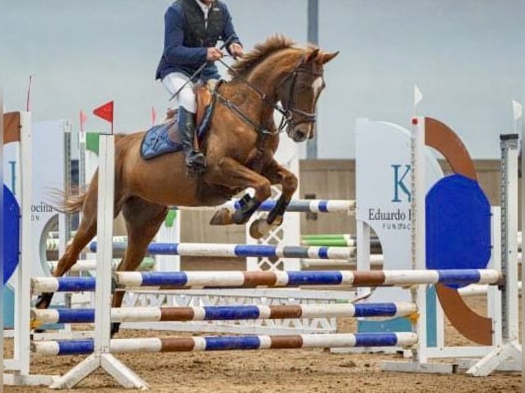 Anglo-Arab Mare 8 years 15,3 hh Chestnut-Red in Piedras Blancas