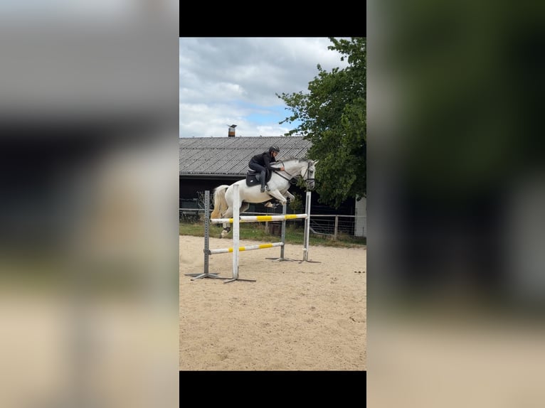 Anglo-Arab Mare 8 years 16 hh Grey in Windhagen