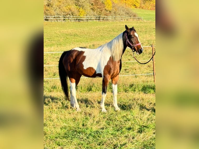 Anglo-Arab Mix Mare 8 years 16 hh Pinto in Wallbach