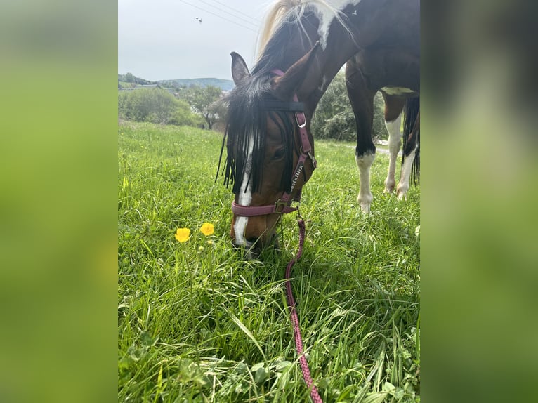 Anglo-Arab Mix Mare 8 years 16 hh Pinto in Wallbach