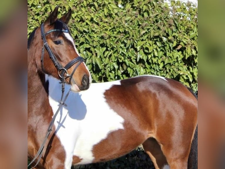 Anglo-Arab Mix Mare 8 years 16 hh Pinto in Wallbach