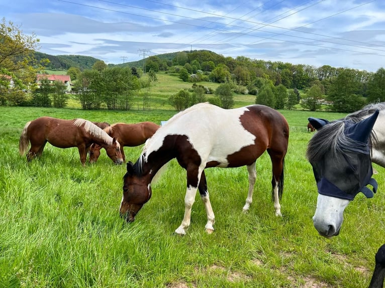 Anglo-Arab Mix Mare 8 years 16 hh Pinto in Wallbach