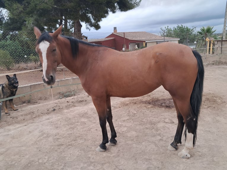Anglo-Arab Mare 8 years Brown in Chiva