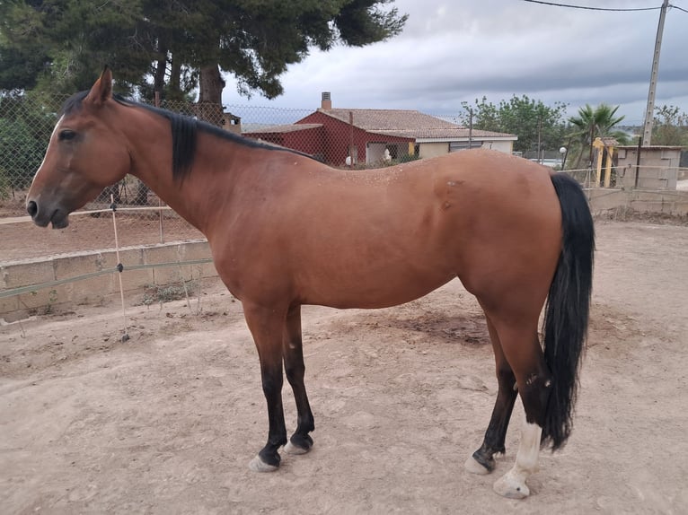 Anglo-Arab Mare 8 years Brown in Chiva