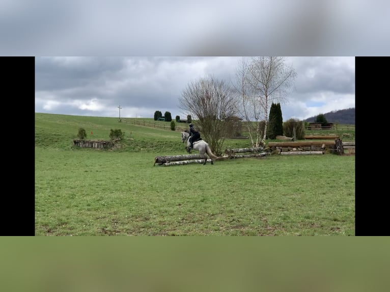 Anglo-Arab Mare 9 years 15,1 hh Gray in Scheden