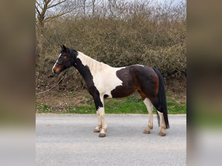 Anglo-Arab Mix Mare 9 years 15.1 hh Pinto in Utendorf