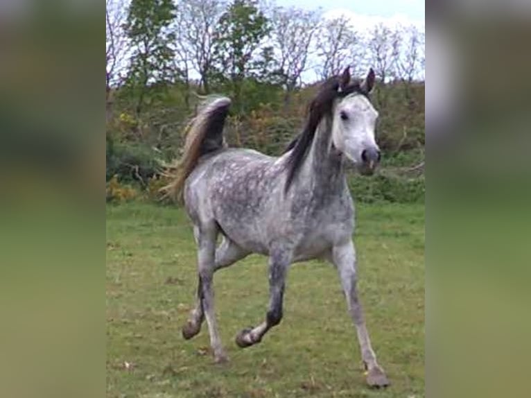 Anglo-Arab Mare 9 years 15,1 hh White in richemont