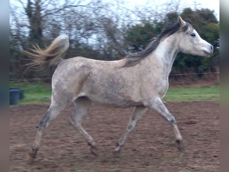 Anglo-Arab Mare 9 years 15,1 hh White in richemont