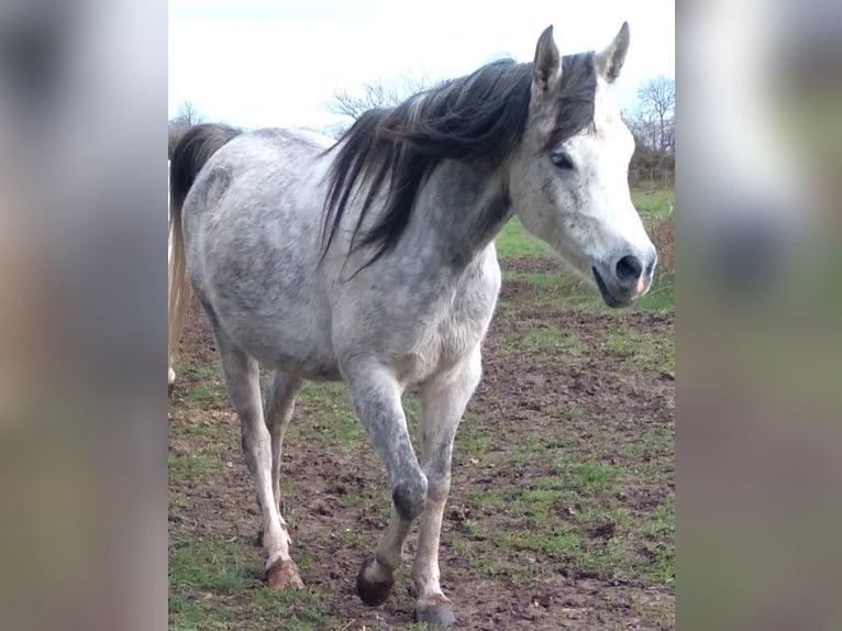 Anglo-Arab Mare 9 years 15,1 hh White in richemont