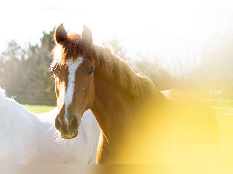 Anglo-Arab Mare 9 years 15,1 hh Chestnut-Red in Bergenhusen