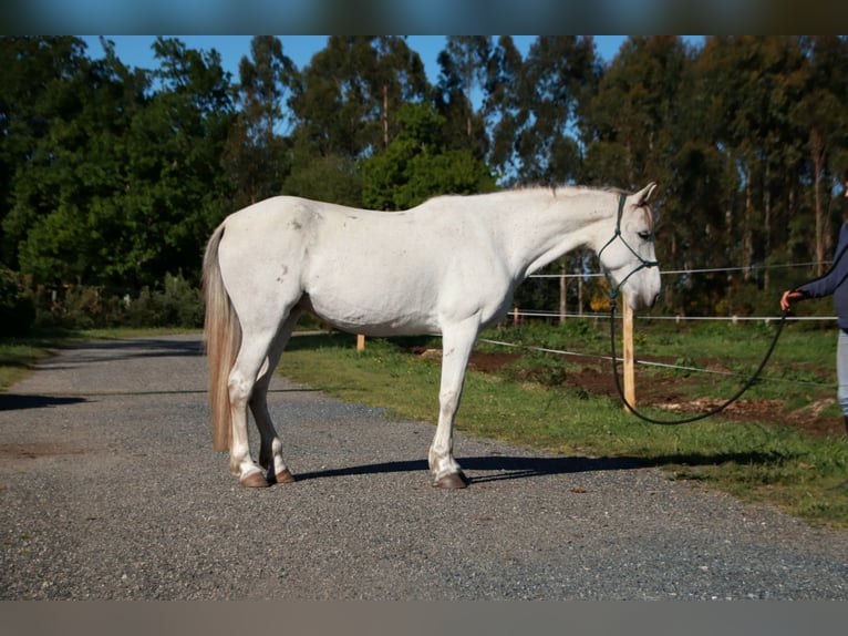 Anglo-Arab Mare 9 years 16 hh Grey in Berlin