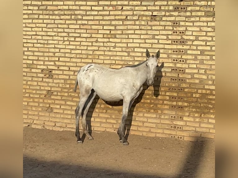 Anglo-Arab Mix Mare Foal (01/2024) 12,3 hh Tovero-all-colors in San José De La Rinconada