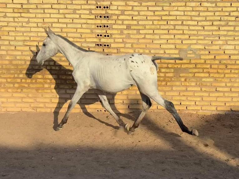Anglo-Arab Mix Mare Foal (01/2024) 12,3 hh Tovero-all-colors in San José De La Rinconada