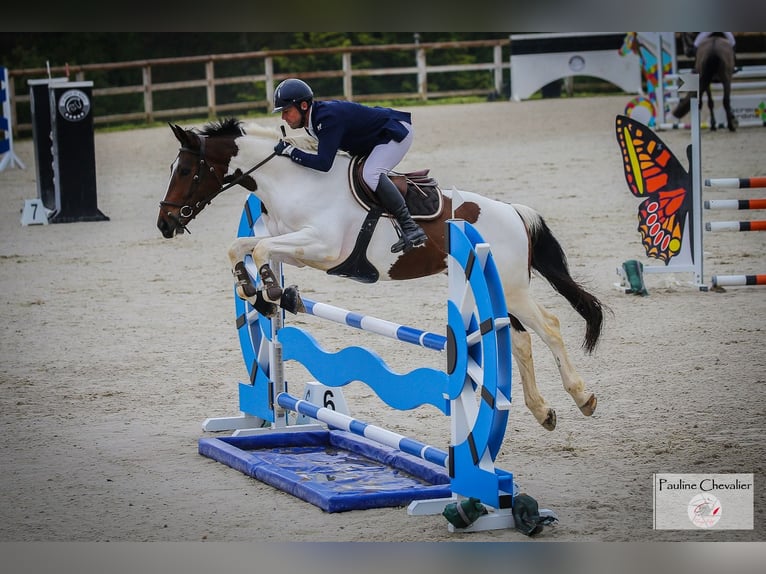 Anglo-Arab Mare Foal (03/2025) 16 hh Sabino in Monflanquin