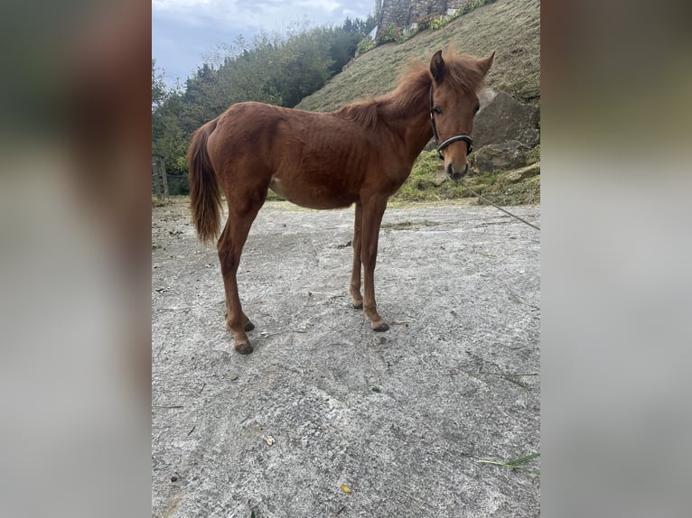 Anglo-Arab Mare Foal (04/2025) Chestnut-Red in Orio