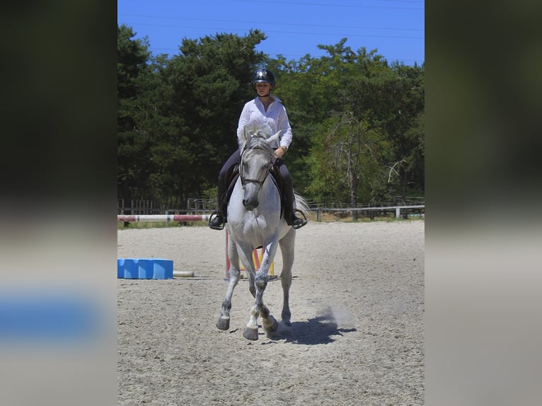 Anglo-Arab Stallion 11 years 16,1 hh Gray-Fleabitten in Mirefleurs