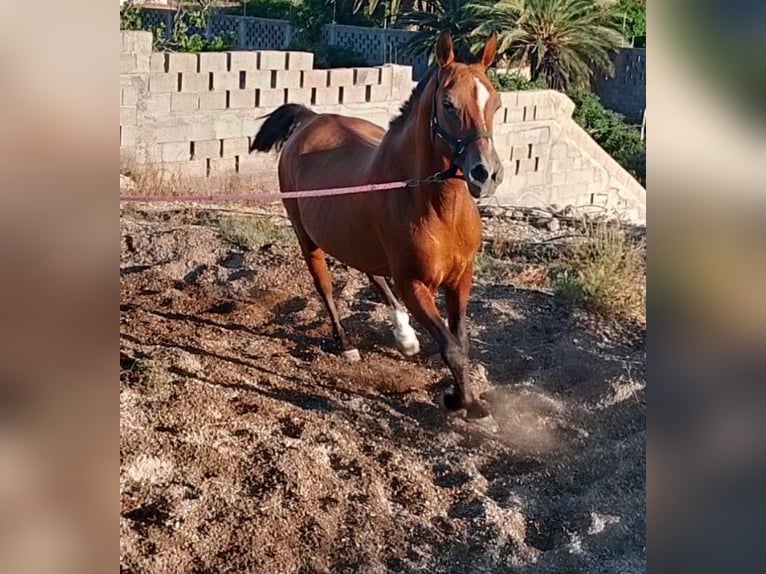Anglo-Arab Stallion 12 years 15.2 hh Brown in Alisios