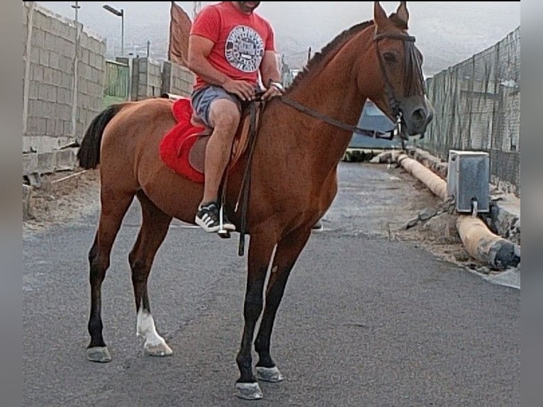 Anglo-Arab Stallion 12 years 15.2 hh Brown in Alisios