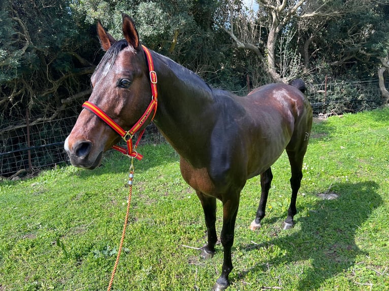 Anglo-Arab Stallion 15 years 16,1 hh Brown in TARIFA