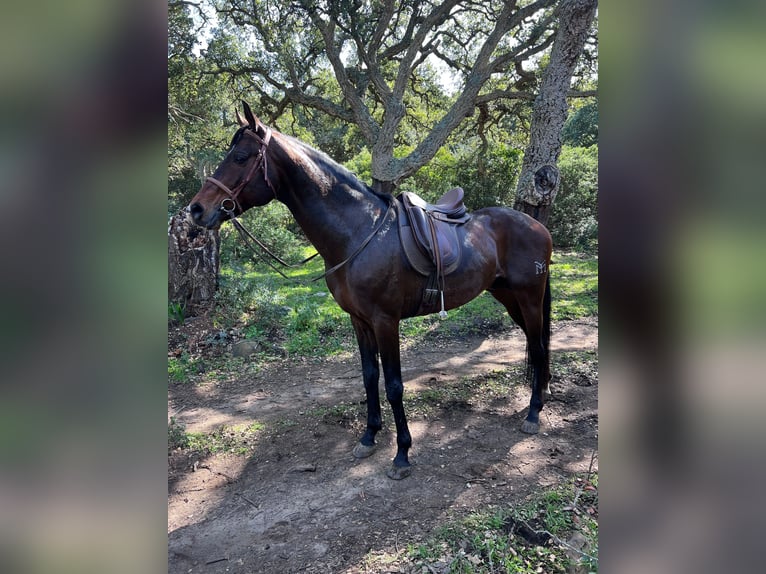 Anglo-Arab Stallion 15 years 16,1 hh Brown in TARIFA