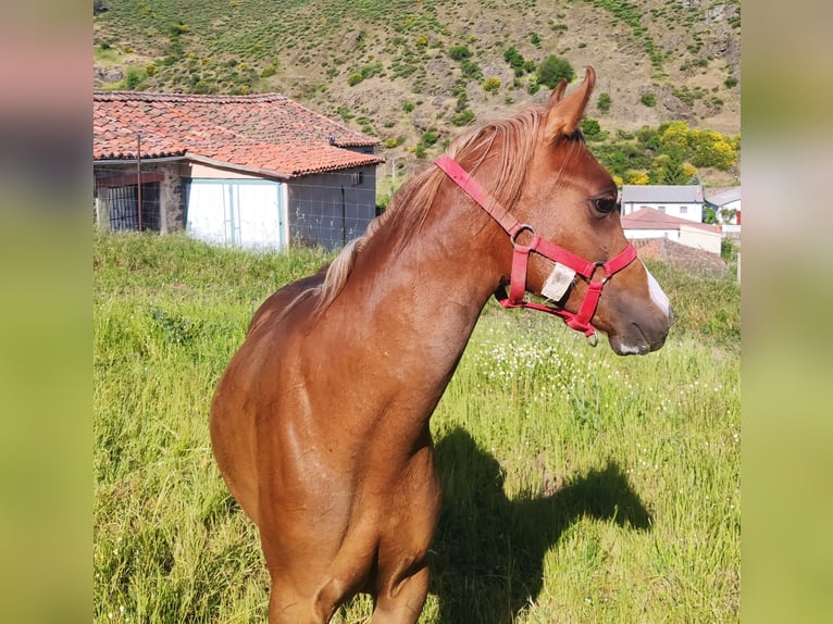 Anglo-Arab Stallion 1 year 13,2 hh Chestnut in Salce