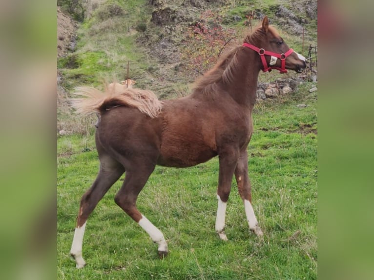 Anglo-Arab Stallion 1 year 13,2 hh Chestnut in Salce