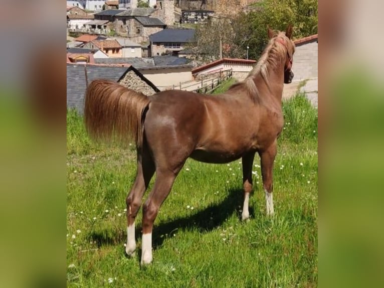 Anglo-Arab Stallion 1 year 13,2 hh Chestnut in Salce
