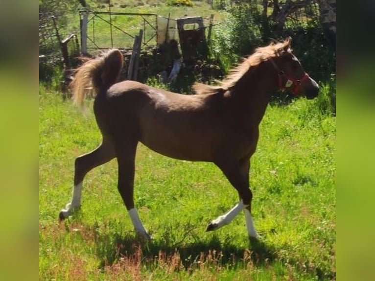 Anglo-Arab Stallion 1 year 13,2 hh Chestnut in Salce