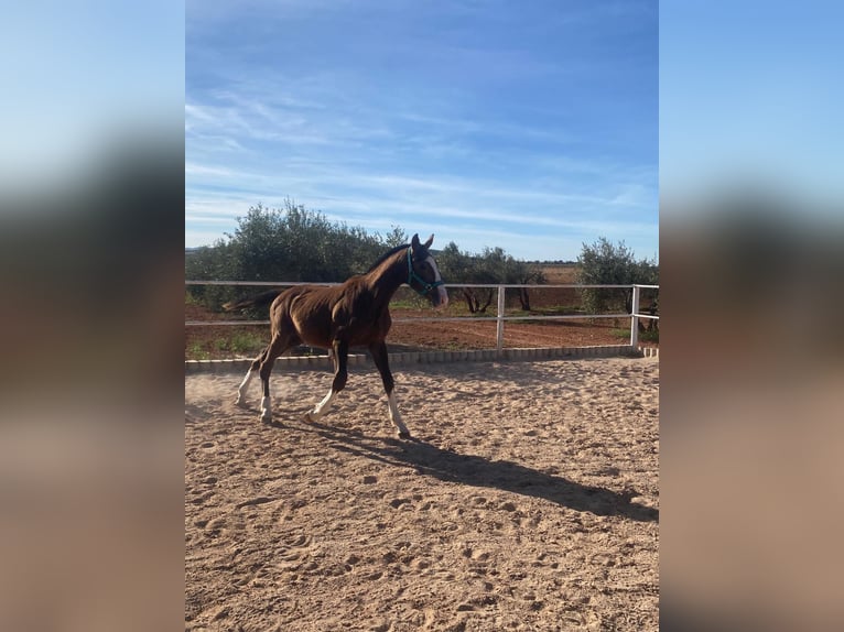 Anglo-Arab Stallion 1 year 15,2 hh Gray in Valdepeñas