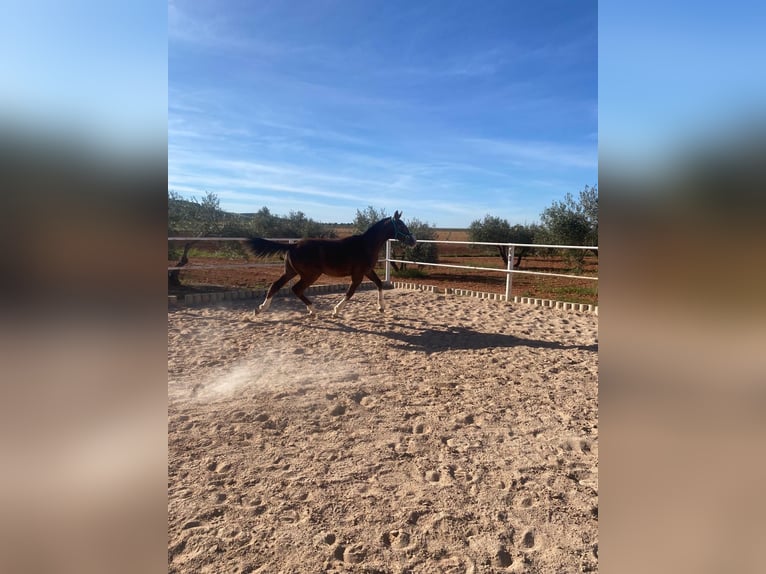 Anglo-Arab Stallion 1 year 15,2 hh Gray in Valdepeñas