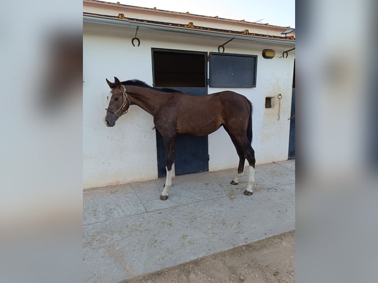 Anglo-Arab Stallion 1 year 15,2 hh Gray in Valdepeñas