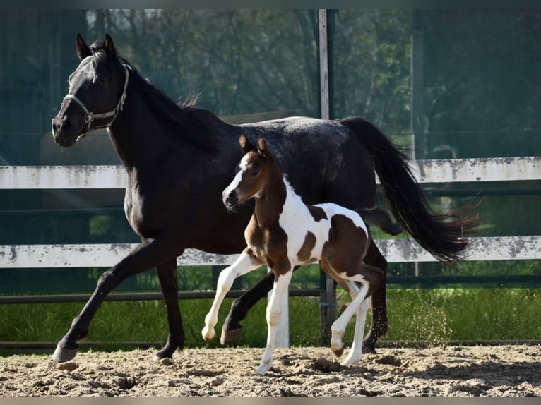 Anglo-Arab Stallion 1 year 16,1 hh Pinto in Bad Oldesloe