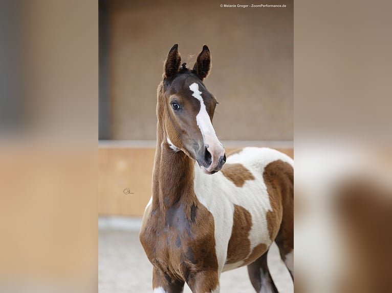 Anglo-Arab Stallion 1 year 16,1 hh Pinto in Bad Oldesloe