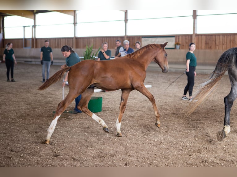 Anglo-Arab Stallion 1 year 16,2 hh Chestnut-Red in Kalbach