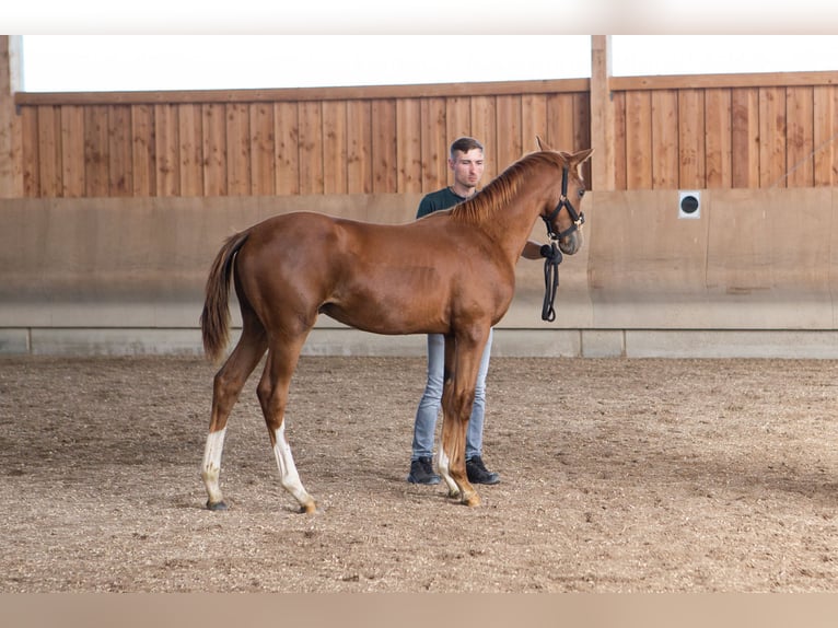 Anglo-Arab Stallion 1 year 16,2 hh Chestnut-Red in Kalbach
