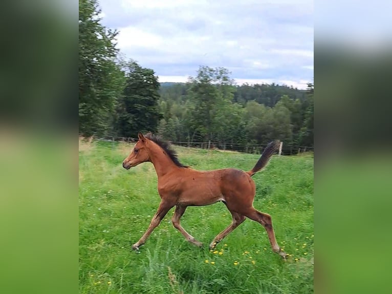 Anglo-Arab Stallion 1 year 16 hh Brown in J&#xF6;nk&#xF6;ping