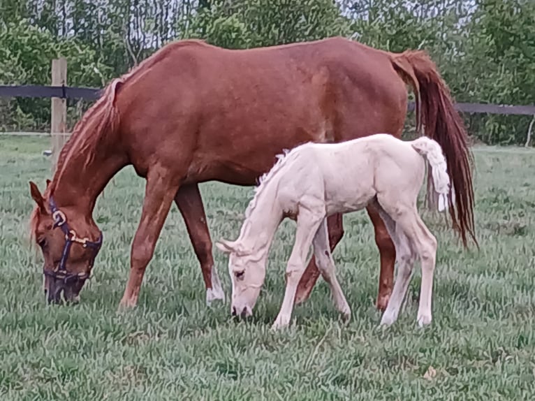 Anglo-Arab Stallion 1 year 16 hh in Stropieszyn