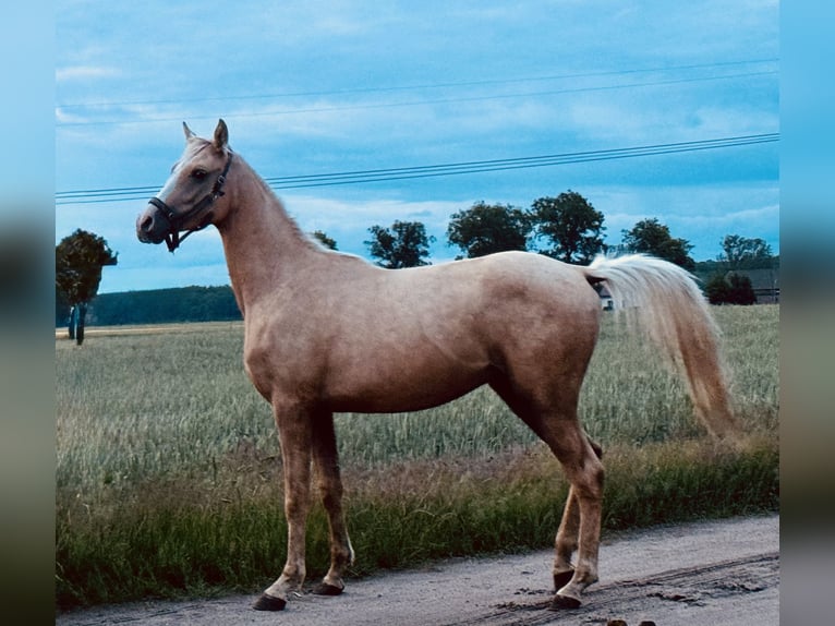 Anglo-Arab Stallion 1 year 16 hh in Stropieszyn