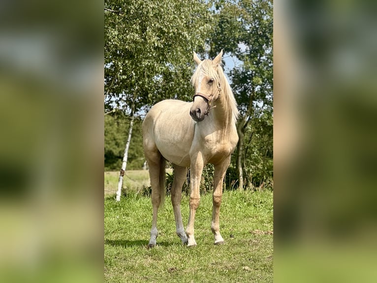 Anglo-Arab Stallion 1 year 16 hh in Stropieszyn
