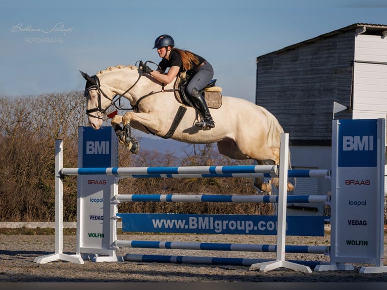 Anglo-Arab Stallion 1 year 16 hh in Stropieszyn