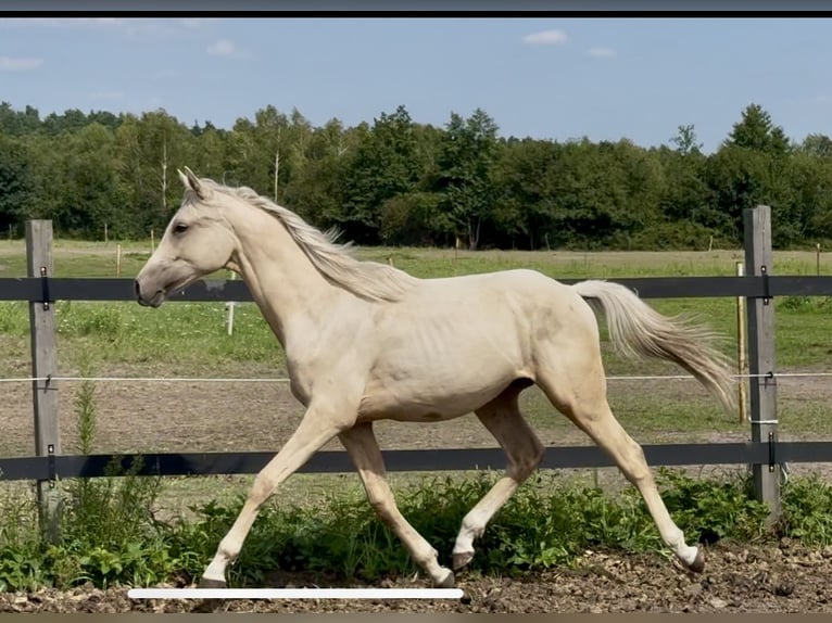 Anglo-Arab Stallion 1 year 16 hh in Stropieszyn