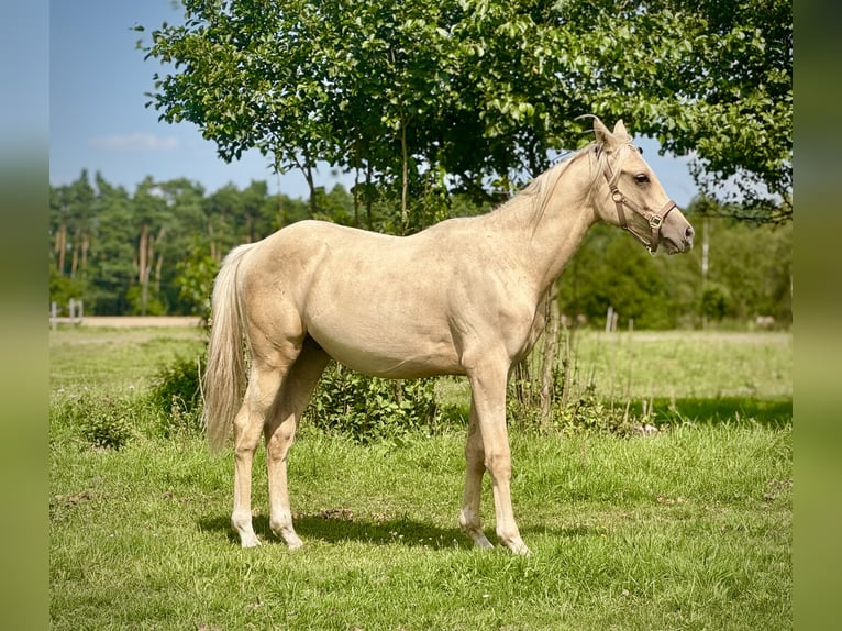 Anglo-Arab Stallion 1 year 16 hh in Stropieszyn
