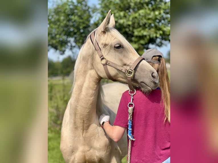 Anglo-Arab Stallion 1 year 16 hh in Stropieszyn