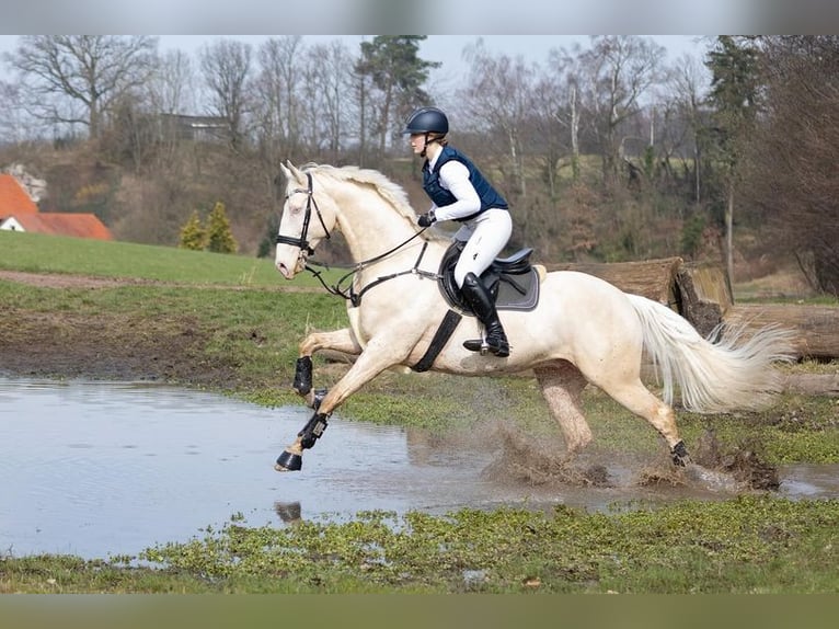 Anglo-Arab Stallion 1 year 16 hh in Stropieszyn