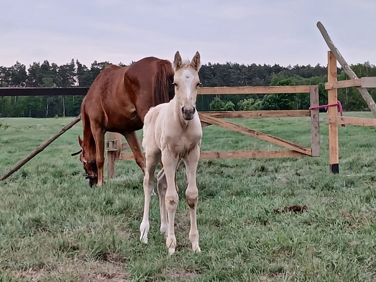 Anglo-Arab Stallion 1 year 16 hh in Stropieszyn