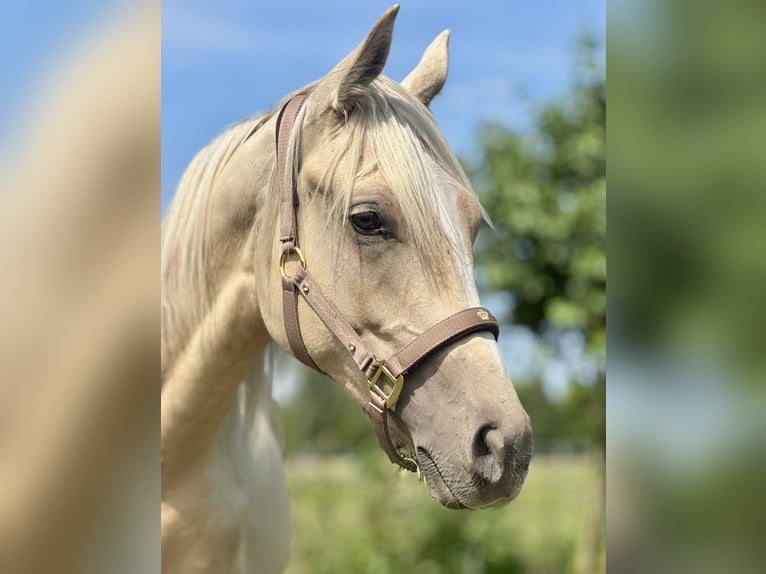 Anglo-Arab Stallion 1 year 16 hh in Stropieszyn