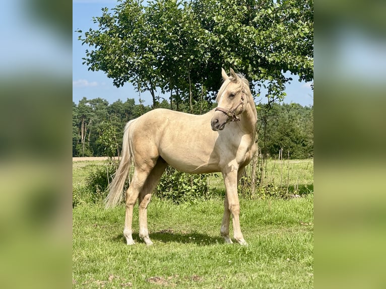 Anglo-Arab Stallion 1 year 16 hh in Stropieszyn