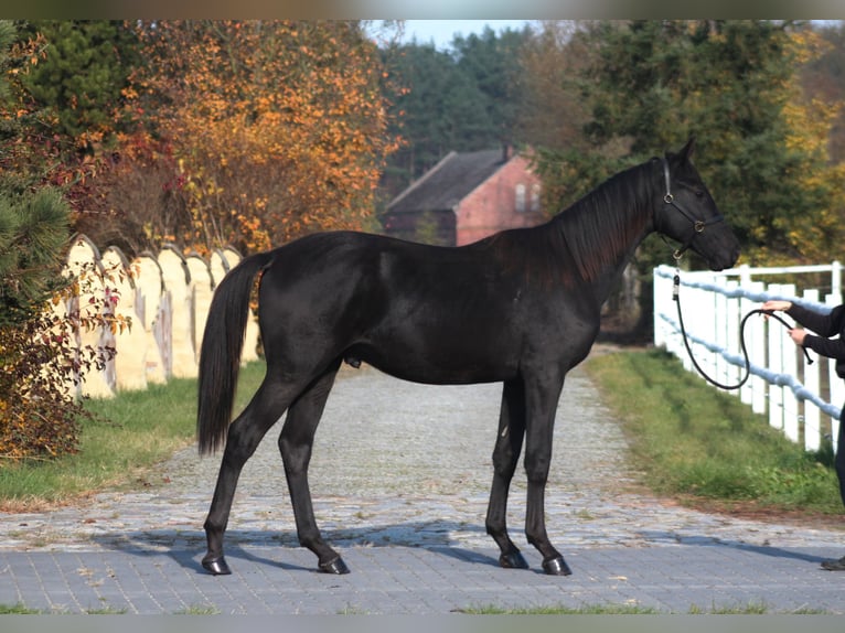 Anglo-Arab Stallion 1 year 17 hh Black in Santok