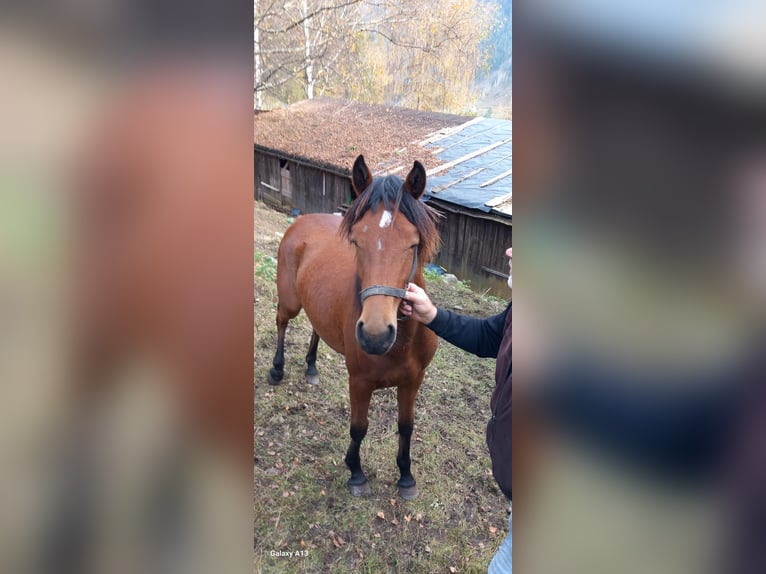 Anglo-Arab Stallion 1 year 17 hh in Stall